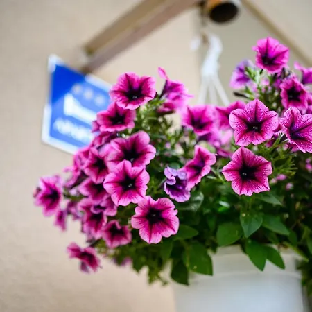 Apartmán Anita *